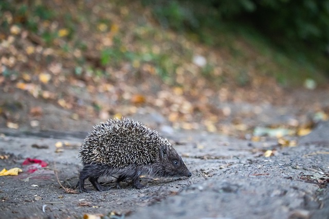 强大的进攻 强大的进攻